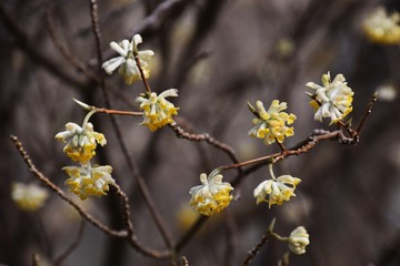 Paper raw material / Oriental paperbush