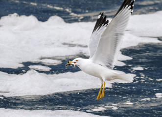 Ring-billed gull (Larus delawarensis) fishing in a freezing stream, Saylorville lake, Iowa, USA.