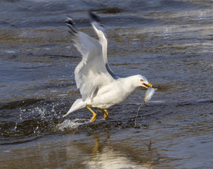 Fototapeta na wymiar Ring-billed gull (Larus delawarensis) fishing in a freezing stream, Saylorville lake, Iowa, USA.