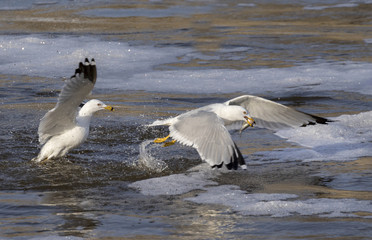 Fototapeta na wymiar Ring-billed gulls (Larus delawarensis) fishing over coastal surf.
