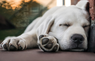young cute tired purebred labrador retriever dog puppy pet lies in the sun outdoors sleeping