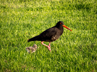 Oyster Catcher with Chick
