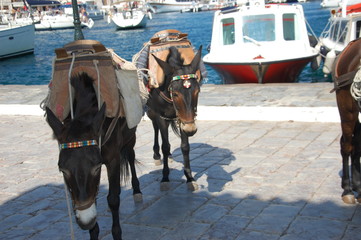 Wybrzeże Grecji, Poleponez, wyspa Hydra © Piotr