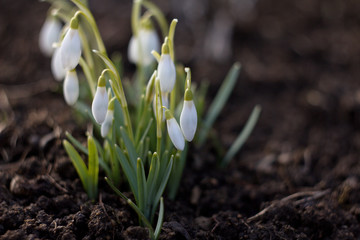 First spring flower Snowdrop (Galanthus nivalis), sometimes also referred to as snowdrops white or snowdrop pre-jar