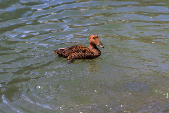 Orange, Tan, and White Plumage on a Female Eider in a Rippling Pond