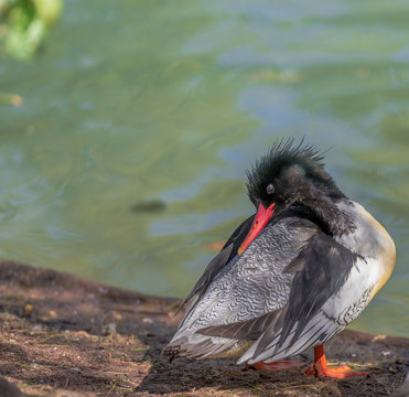 White, Tan, and Black Plumage on a Scaly Sided Merganser Duck Against a Rippling Pond Background