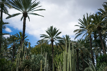 Jardín mediterráneo con palmeras.