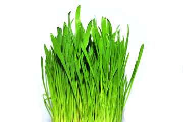 grass