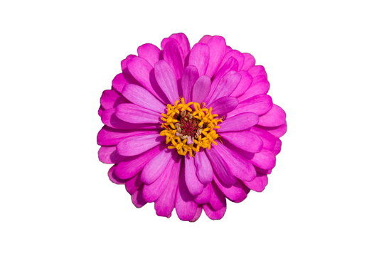 Fototapeta beautiful purple flower isolated on white background,top view.
