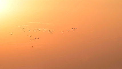 oiseaux volant dans un ciel orange