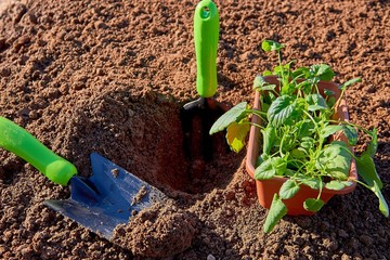 Spring planting of seeds and young seedlings in the open ground in the greenhouse