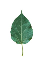 green leaf isolated on white background.