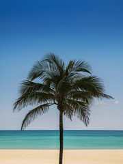 Naklejka na ściany i meble Palm tree Beach
