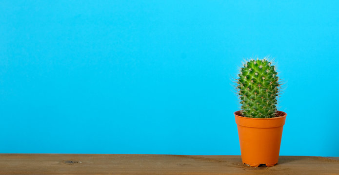 Cactus on wooden table and blue background with copy space, succulent desert houseplant trendy design concept