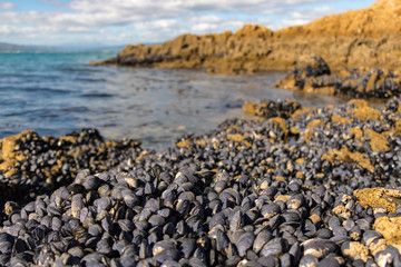 New Zealand Wild Blue Mussels 