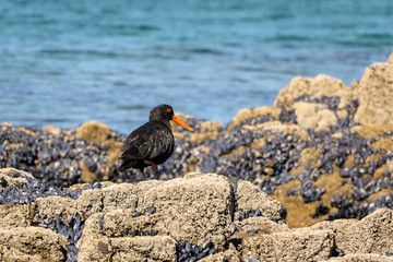 Variable Oystercatcher Searches For Food Among Blue Mussels 