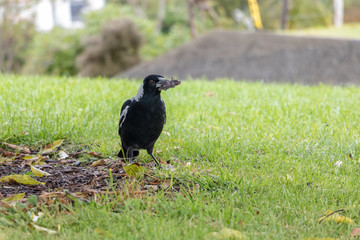 Australian Magpie Hunts And Eats Small Mouse 