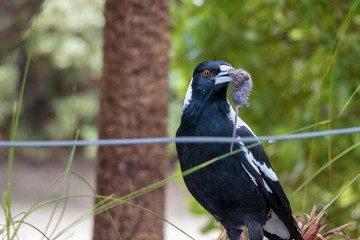 Australian Magpie Hunts And Eats Small Mouse 