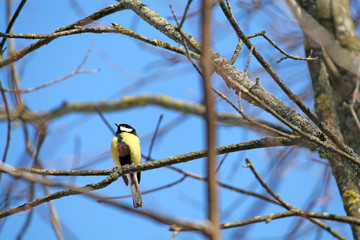 Male of great tit (Parus major) on branch