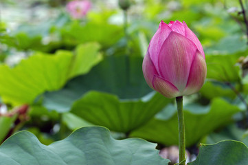 Lotus Bud