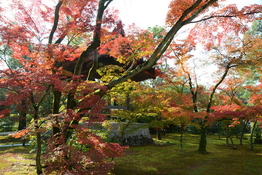 金閣寺 Stock Photos And Royalty Free Images Vectors And Illustrations Adobe Stock 金閣寺 Stock Photos And Royalty Free Images Vectors And Illustrations Adobe Stock