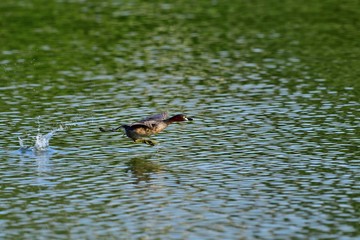 水面を駆けるカイツブリ