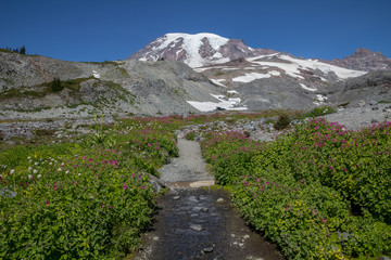 Glorious wildflowers line footpath leading to Mount Rainier