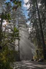 Obraz premium Shafts of sunshine through giant conifers, Lynn Valley, North Vancouver