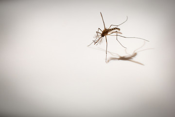 macro shot of mosquito, carrier of dengue fever, selective focus with dramatic shadow on white background