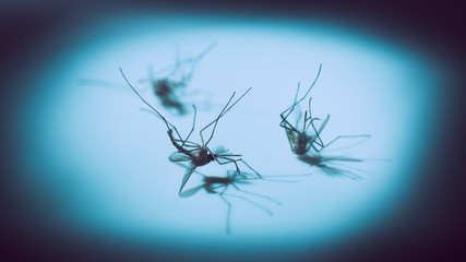 macro shot of dead mosquito, carrier of dengue fever, selective focus with dramatic shadow, blue tone with vignette
