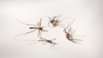 macro shot of dead mosquito, carrier of dengue fever, selective focus with dramatic shadow on white background