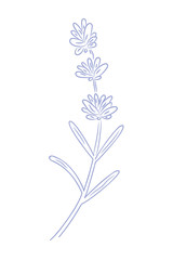 A vector illustration of a lavender flowering stem with leaves. 