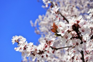 cherry blossoms in japan