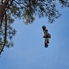 Fledgling Eagle about 2 Months Old Learning to Fly