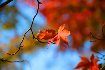 日本 紅葉と落ち葉と京都の秋 Kyoto