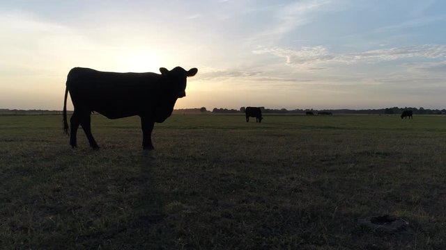 Aerial during sundown of meadow and Aberdeen Angus cattle sometimes simply Angus is Scottish breed of small beef cattle it derives from cattle native to the counties of Aberdeenshire and Angus 4k