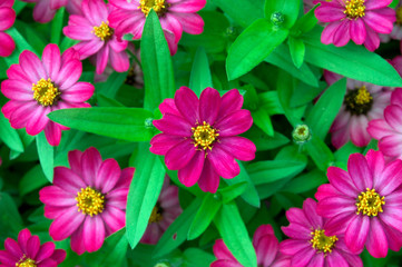 Pink Zinnias