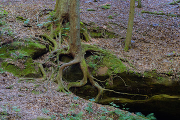 Tree roots covered in moss grow around solid rocks in an Ohio Forest