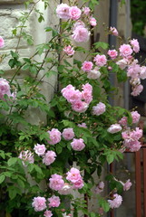 Rosier grimpant rose le long d'un mur