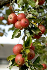 Pommes à cidre accrochées dans l'arbre et feuilles vertes
