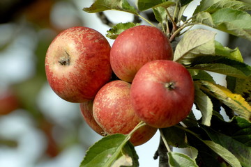 Pommes à cidre accrochées aux branches de l'arbre et feuilles vertes, Normandie