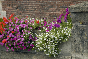 Fototapeta premium Bordure fleurie mauve, blanche et rouge