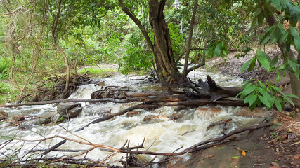 Stream of water flowing around a tree
