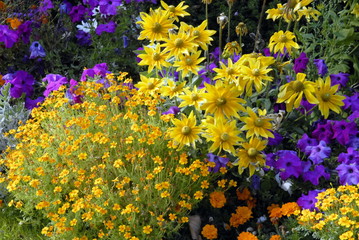 Massif de fleurs jaunes © Philippe Prudhomme