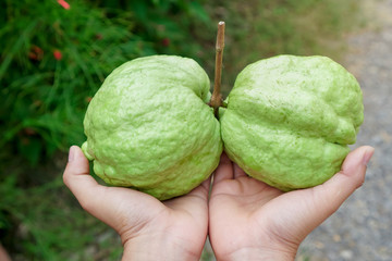 Fresh guava fruit on hand , in green background.