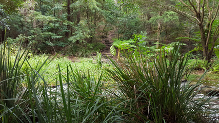 Stairway in the forest