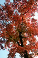 日本 紅葉と落ち葉と京都の秋 Kyoto