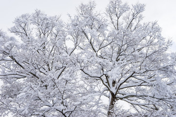 雪の積もった樹木