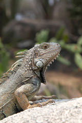 Iguana sitting on a rock in the countryside, Aruba, Caribbean.