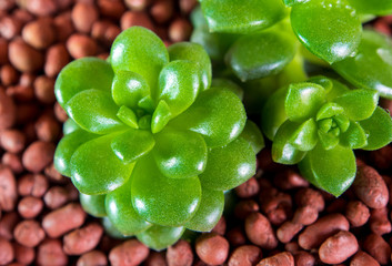 Succulent plant stonecrop, fresh leaves detail of Anacampseros